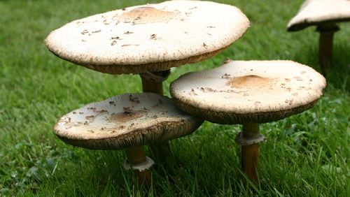 Once the underlying organic matter has decomposed, mushrooms will disappear. CONTRIBUTED BY WALTER REEVES