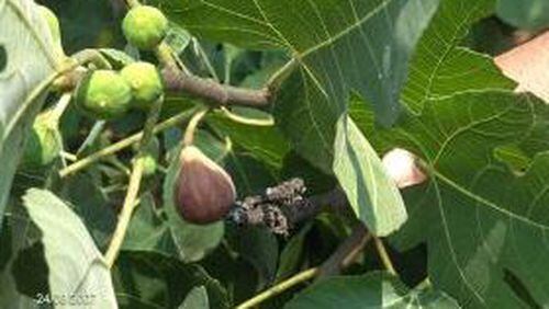 Figs will ripen when they’re ready, says Walter Reeves, who advises gardeners awaiting them to have patience.