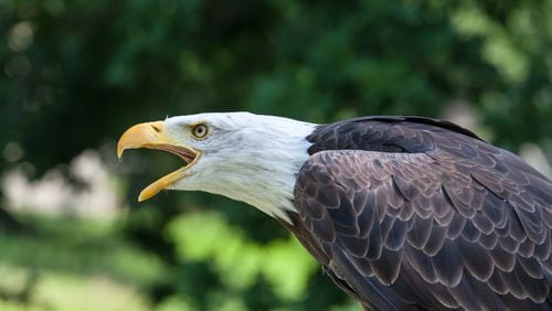 A bald eagle attacked a drone operated by a Michigan Department of Environment, Great Lakes, and Energy (EGLE) pilot (not pictured).