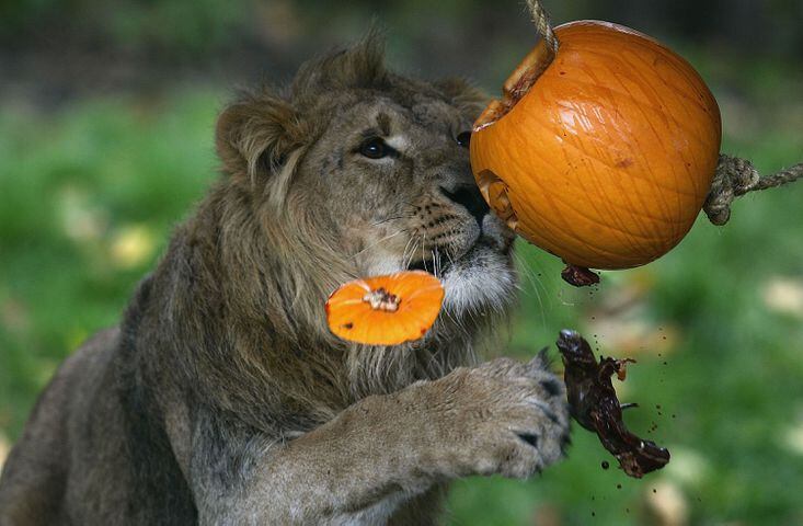 Photo: Animals and their pumpkins