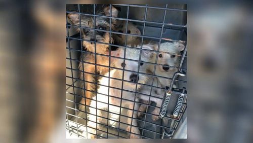 The Society of Humane Friends of Georgia was one of four rescue groups that volunteered to help 162 dogs rescued from a home in Rockdale County. The organization took in nine dogs.