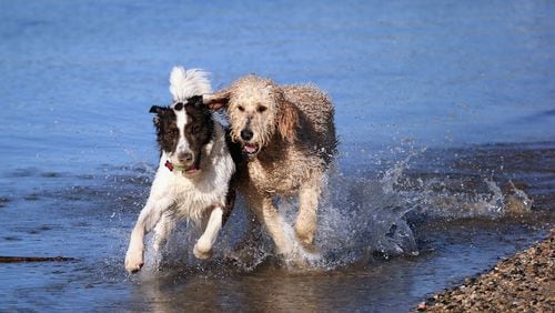A dog is seen on viral video saving another canine from drowning (not pictured). (Photo by Bruce Bennett/Getty Images)