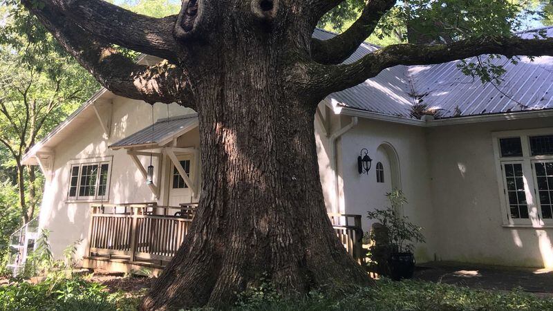 This white oak, which is five feet in diameter, sits for now in Lost Corner Preserve, a 24-acre park in Sandy Springs. The city recently announced that it must remove the tree because it is a safety hazard. (Ben Brasch/AJC)