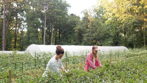 A few miles from its Clarkston packing facility, Fresh Harvest farms on a little less than an acre, producing crops for sale to its customers, as well as providing demonstration garden space. CONTRIBUTED BY FRESH HARVEST