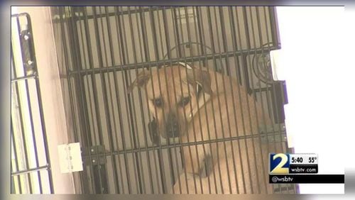 Fulton County Animal Services rescued 11 dogs from a home in College Park. (Credit: Channel 2 Action News)