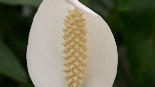 The peace lily is known for its attractive flower. A large one can be divided into two plants. (Walter Reeves)