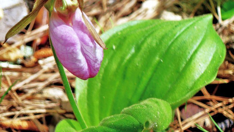 The pink lady slipper is listed among the 103 plant species protected in Georgia by the provisions of the Georgia Wildflower Preservation Act of 1973. (Charles Seabrook for The Atlanta Journal-Constitution)