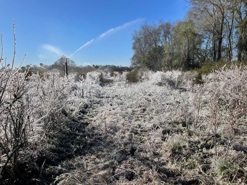 A photo shows ice formed on blueberry bushes on Dick Byne's farm in Waynesboro, Georgia. Using sprinklers to coat berries in ice is a technique some farmers use to protect their fruit from freezing temperatures, but Byne's crop was still damaged by freezing temperatures on March 12 and 13, 2022.