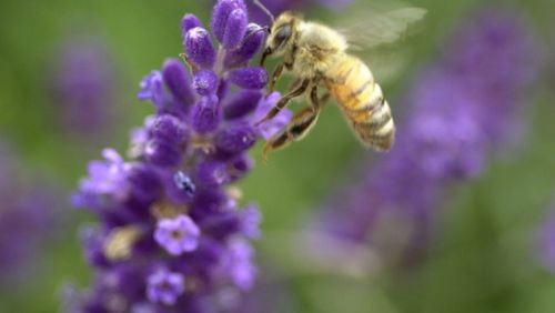 A honey bee as well as about 15 others was spotted on lavendar in Fortville, Ind. (AP Photo/The Indianapolis, Jeri Reichanadter)