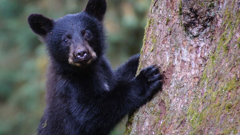 An Oregon man was cited after taking a bear cub from a trail on Monday evening.