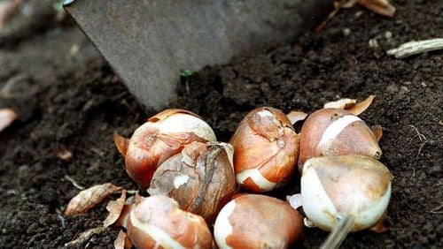 Ideally, spring bulbs should be planted by Thanksgiving, but December isn’t too late for slackers. (Pam Berry/The Boston Globe)