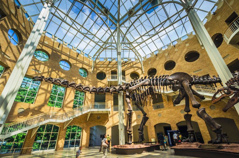 Visit a museum. Check out the dinosaurs at Fernbank Museum. 
(Courtesy of Discover DeKalb County Convention & Visitors Bureau)