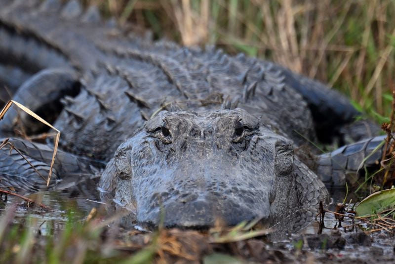 An alligator surfaces in the Okefenokee Swamp near Folkston, Ga. Last month, the Georgia Environmental Protection Division released draft permits for a 582-acre mine that would extract titanium and other minerals from the ancient sand dunes on the swamp’s eastern border. Staff photo by Hyosub Shin / Hyosub.Shin@ajc.com