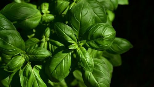 FILE PHOTO: Fresh basil from Mexico is linked to an outbreak of an intestinal illness affecting 200 people in 11 states across the country.