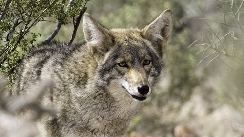 A 5-year-old Illinois girl was charged at by a coyote in her front yard.