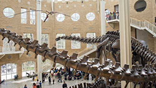 Guest at Fernbank are dwarfed by the Argentinosaurus skeleton in the museum's atrium. Photo: Jonathan Phillips