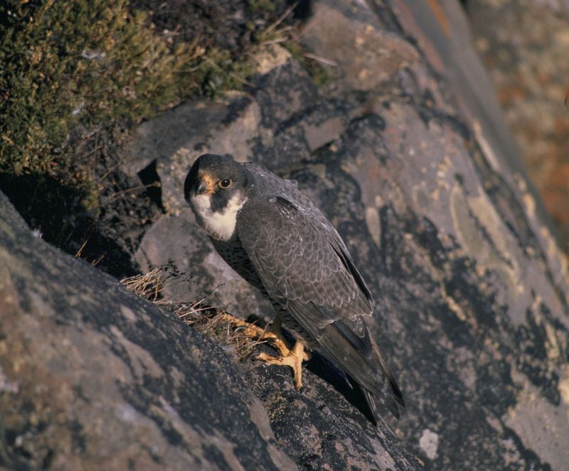 Biologists discovered a peregrine falcon nest this spring at Tallulah Gorge State Park in Rabun County — Georgia’s first falcon nest in a wild setting since 1936. The only other known nest this spring is atop a downtown Atlanta skyscraper. (U.S. Fish and Wildlife Service)