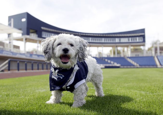 Milwaukee Brewers adopt stray, name it "Hank" after Hank Aaron