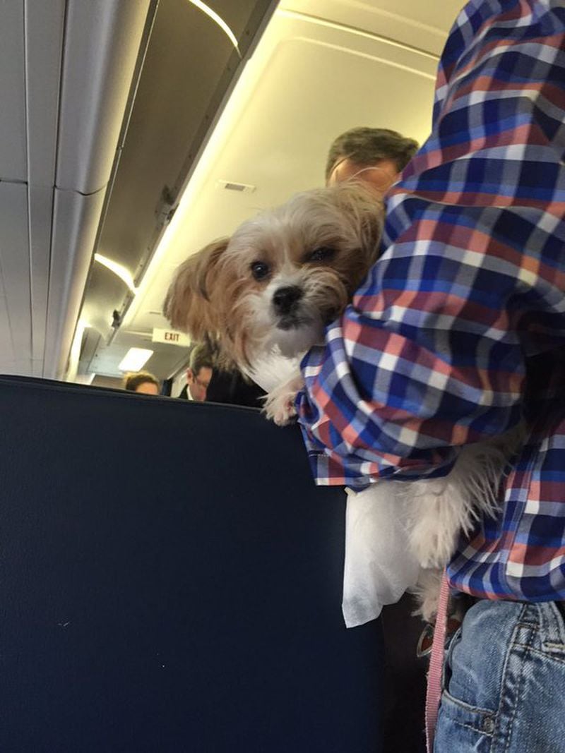 A service dog on an airplane (Credit: Twitter)