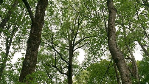 Years-long efforts are ongoing to protect the city of Atlanta’s tree canopy.