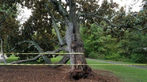 The "Climbing Magnolia" at Piedmont Park fell when its root plate fractured. This photo taken by a Piedmont Park Conservancy employee reveals the column of rot that failed to counterweigh the popular climbing branches on the other side of the tree. (Courtesy of Piedmont Park Conservancy)