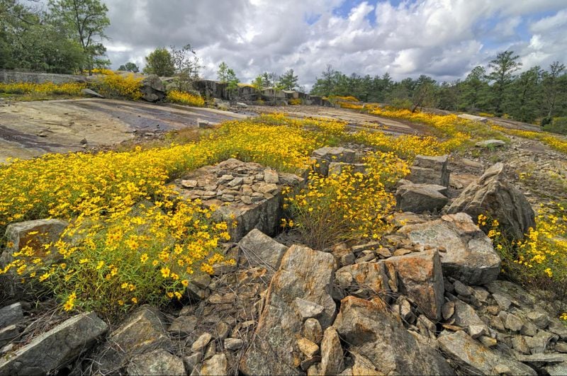 Caption: The Arabia Mountain National Heritage Area in DeKalb County features a granite outcrop and blooming yellow daisies during September. Credit: Eric Bowles.