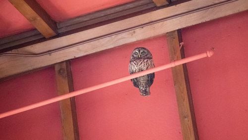 A barred owl fell through the chimney of the Agnes Scott College library Monday, forcing college leaders to close the facility for several days.