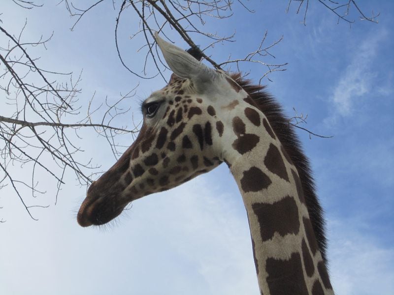 Jose Caubet shared this photo of a giraffe at Safari West in Santa Rosa, CA, animal park.  "Friendly fellow and very interested in people and carrots," he wrote.
