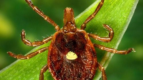 A lone star tick.  The name comes from the dot that the adult female develops on her back.  (PHOTO courtesy of the U.S. Centers for Disease Control and Prevention.)