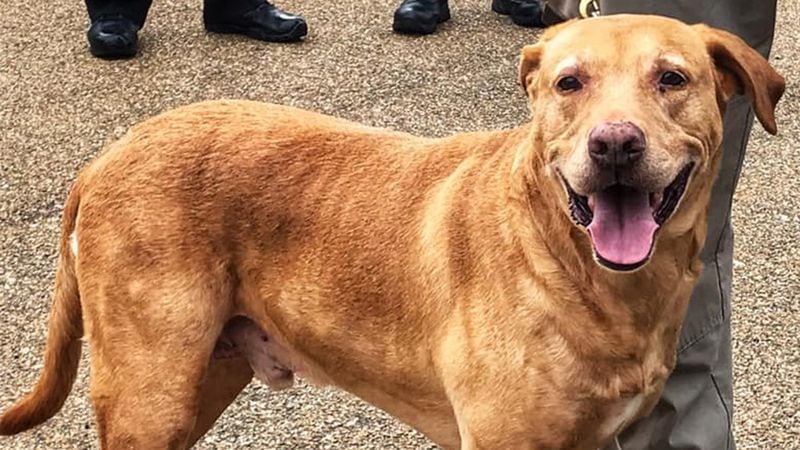Ringo, a retired police K-9 abandoned at an animal shelter, has been adopted by his old trainer.