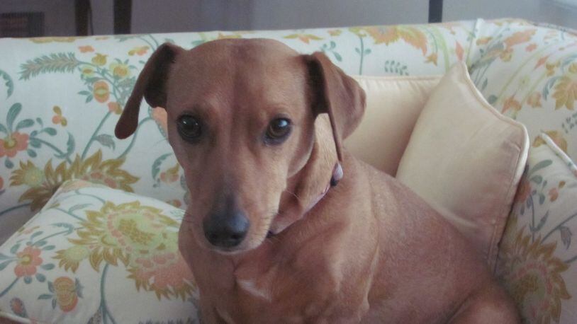 Lola, a mixed-breed dachshund that died in 2013, was adopted by the Monyak family from a dog rescue group.