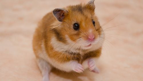 File photo of hamster