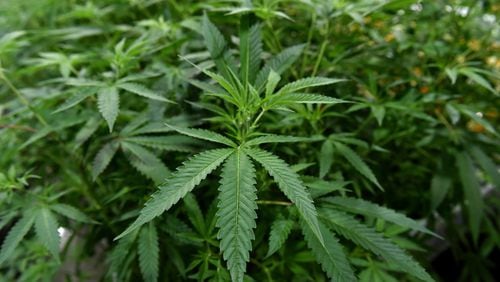 The Florida Supreme Court on Thursday dealt a potentially fatal blow to supporters of a proposed constitutional amendment aimed at legalizing recreational marijuana under certain circumstances. (Brad Horrigan/Hartford Courant/TNS)