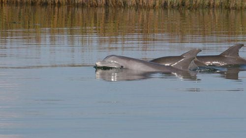 Twenty-nine dolphins captured by state and federal scientists in 2009 between Brunswick and nearby Sapelo Island exhibited highly elevated levels of PCBs — 10 times greater than any other dolphins ever documented — in their bloodstreams. HANDOUT PHOTO BY JAMES HOLLAND