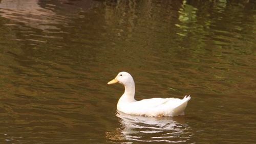In an announcement on the city’s Instagram feed, George the Sugar Hill Duck, “was discovered to have injuries and although he was examined by a vet, unfortunately did not survive.” (Courtesy City of Sugar Hill)