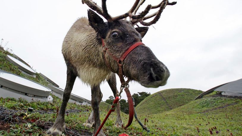 See a reindeer like this at Lilburn’s Christmas tree lighting event.