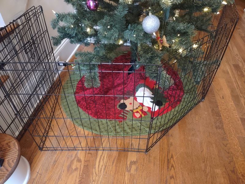 Adding a pet fence around your tree can protect both it and your fur babies. (Brian O'Shea / AJC)