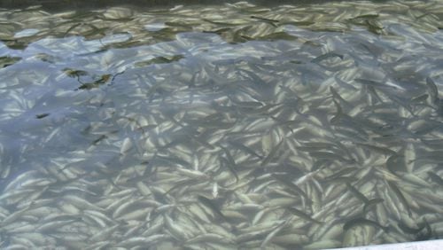 A $1,500 reward is offered to find the person responsible for shutting off the water supply at the Chattahoochee Fish Hatchery near Suches in Fannin County. Officials say 51,000 rainbow trout died as a result.