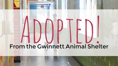 The Gwinnett Animal Shelter is hosting Adopt a Less-Adoptable-Pet Month. Courtesy Gwinnett Animal Shelter