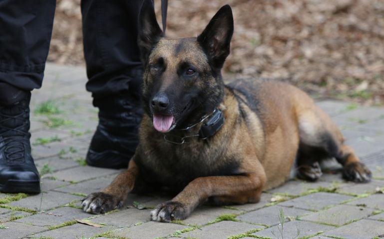 DeKalb Police welcome back K-9 Indi with Purple Heart