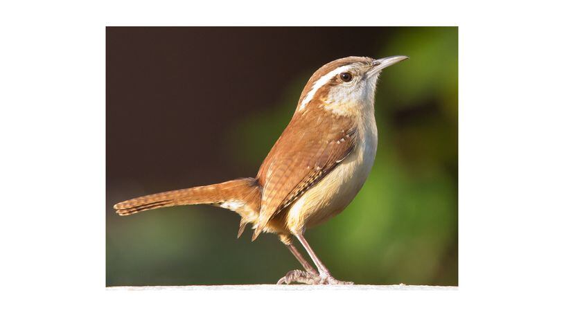 The Carolina wren is one of few birds that may sing during winter. Most other songbirds stop singing in late July and won't start again until spring nesting season. (Courtesy of Dan Pancamo/Creative Commons)