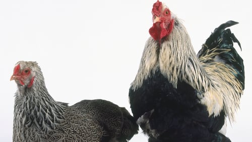 Brahma rooster and hen (Geoff Dann / Dorling Kindersley / Getty Images)