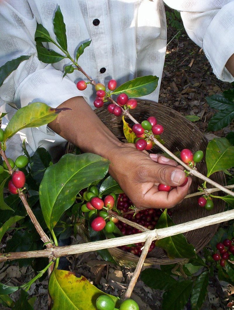  Specialty coffee is almost exclusively hand-picked. Pictured here, a farmer in Mexico picks ripe red coffee cherries. The berries are harvested from December through March./ Cafe Campesino.