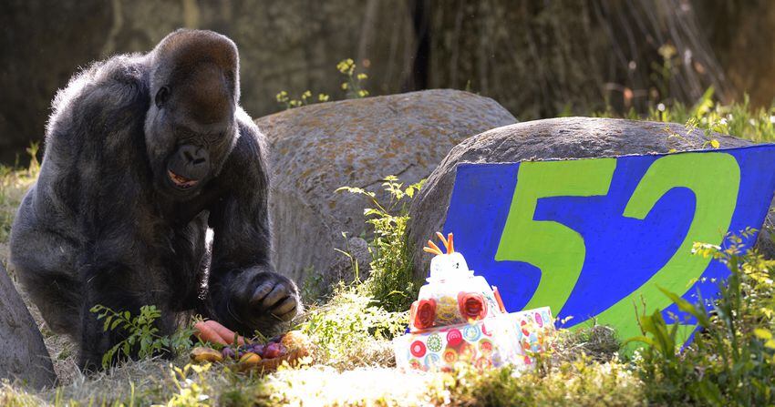 Zoo Atlanta gorilla celebrates 52nd birthday
