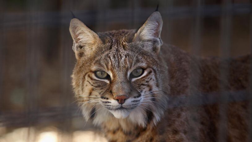 A bobcat is pictured here, similar to the one that attacked a rattlesnake in Scottsdale, Arizona this week and was caught on tape by a real estate agent trying to show a house.