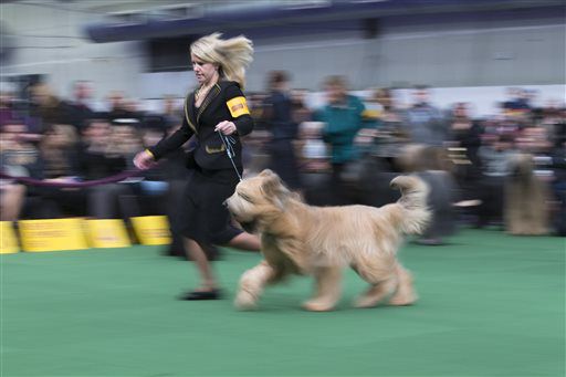 A Briard dog and it's handler present during the Westminster Kennel Club dog show