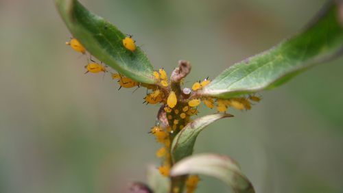 Milkweed aphids can quickly colonize a plant. WALTER REEVES