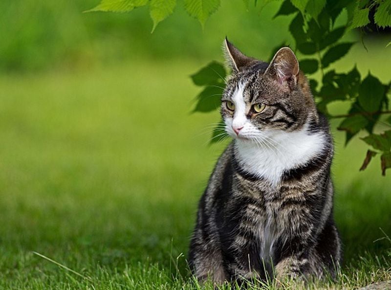 A cat-carried parasite, Toxoplasma gondii , is, a very slight risk factor in later mental illness according to a study published in Schizophrenia Research in 2015. The good news: you can avoid the parasite readily.