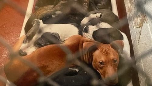 Animal advocates in Atlanta say it is time to address the root problem of animal overpopulation: unregulated backyard breeders. Credit: ETC Georgia