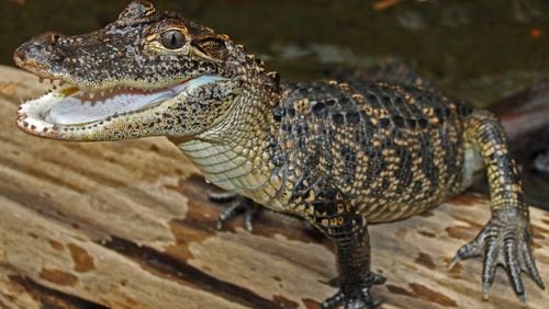 New residents have settled in at Tennessee Aquarium's “Alligator Bayou” exhibit.